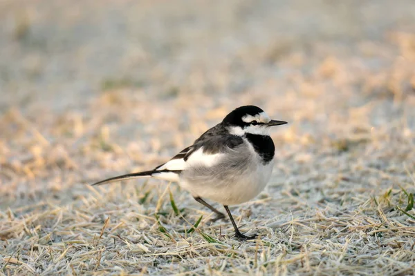 Tokio Japón Enero 2020 Wagtail Blanco Pied Wagtail Japonés Sobre — Foto de Stock