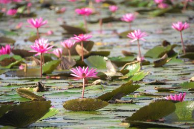 Udon Thani, Tayland-22 Ocak 2020: Udon Thani, Tayland 'da Red Lotus Gölü veya Talay Bua Daeng' in sabah sahnesi