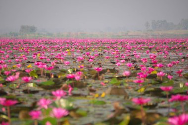 Udon Thani, Tayland-22 Ocak 2020: Udon Thani, Tayland 'da Red Lotus Gölü veya Talay Bua Daeng' in sabah sahnesi