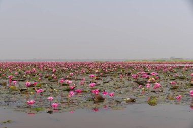 Udon Thani, Tayland-22 Ocak 2020: Udon Thani, Tayland 'da Red Lotus Gölü veya Talay Bua Daeng' in sabah sahnesi