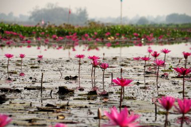 Udon Thani, Tayland-22 Ocak 2020: Udon Thani, Tayland 'da Red Lotus Gölü veya Talay Bua Daeng' in sabah sahnesi