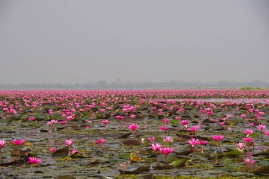 Udon Thani, Tayland-22 Ocak 2020: Udon Thani, Tayland 'da Red Lotus Gölü veya Talay Bua Daeng' in sabah sahnesi