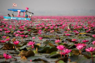 Udon Thani, Tayland-22 Ocak 2020: Udon Thani, Tayland 'da Red Lotus Gölü veya Talay Bua Daeng' in sabah sahnesi