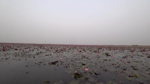 Udon Thani Thailand Січня 2020 Morning Scene Red Lotus Lake — стокове відео