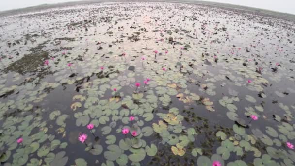 Udon Thani Thailand January 2020 Morning Scene Red Lotus Lake — Stock Video