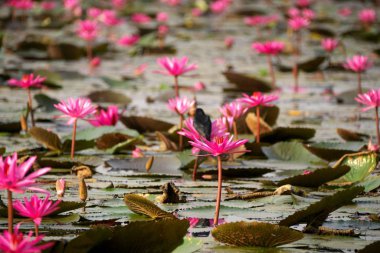 Udon Thani, Tayland-22 Ocak 2020: Udon Thani, Tayland 'daki Talay Bua Daeng ya da Red Lotus Gölü üzerindeki nilüferlerin kapatılması
