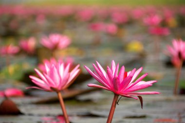 Udon Thani, Tayland-22 Ocak 2020: Udon Thani, Tayland 'daki Talay Bua Daeng ya da Red Lotus Gölü üzerindeki nilüferlerin kapatılması
