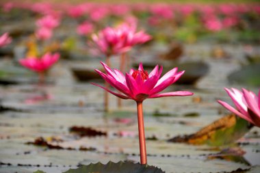 Udon Thani, Tayland-22 Ocak 2020: Udon Thani, Tayland 'daki Talay Bua Daeng ya da Red Lotus Gölü üzerindeki nilüferlerin kapatılması