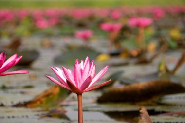 Udon Thani, Tayland-22 Ocak 2020: Udon Thani, Tayland 'daki Talay Bua Daeng ya da Red Lotus Gölü üzerindeki nilüferlerin kapatılması