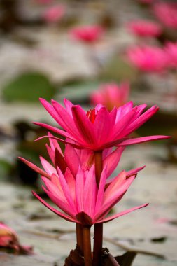 Udon Thani, Tayland-22 Ocak 2020: Udon Thani, Tayland 'daki Talay Bua Daeng ya da Red Lotus Gölü üzerindeki nilüferlerin kapatılması