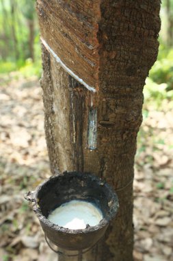 Udon Thani,Thailand-January 22, 2020: Rubber plantation in Udon Thani, Thailand