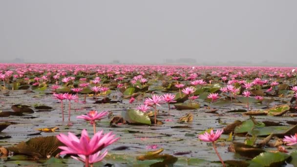 Udon Thani Thaïlande Janvier 2020 Scène Matinale Lac Lotus Rouge — Video