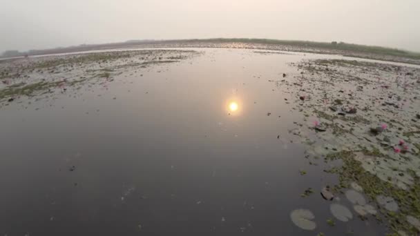 Udon Thani Thailand January 2020 Morning Scene Red Lotus Lake — Stock Video