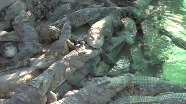 Siem Reap Καμπότζη Ιανουαρίου 2020 Κροκόδειλοι Φάρμα Κροκοδείλων Κήπο Κροκοδείλων — Αρχείο Βίντεο