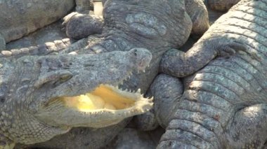 Siem Reap,Cambodia-January 26, 2020: Crocodiles at crocodile farm or crocodile garden in Siem Reap, Cambodia