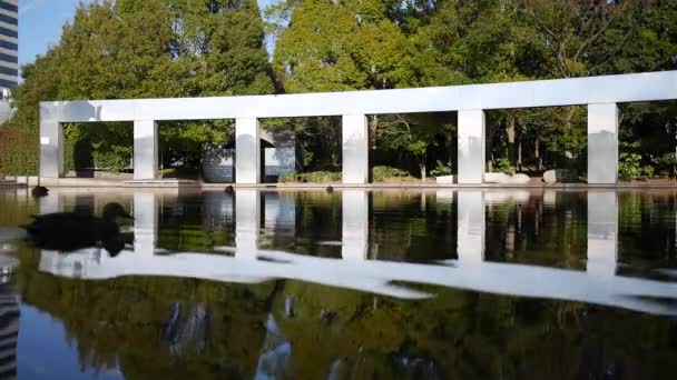 Tóquio Japão Fevereiro 2020 Patos Repouso Uma Lagoa Tóquio — Vídeo de Stock