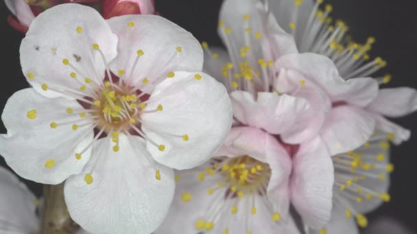 Tokio Japan Februar 2020 Großaufnahme Japanischer Pflaumenblüten Ume Der Nacht — Stockvideo