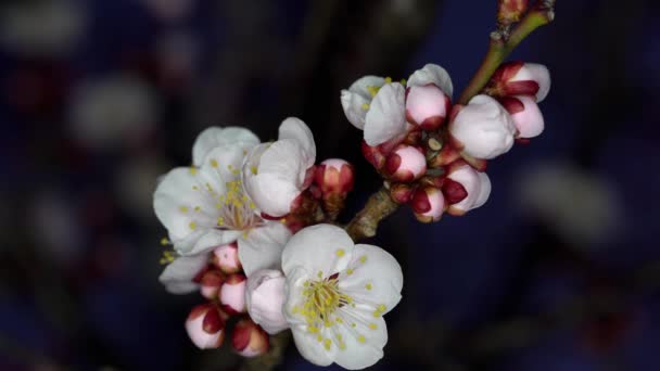 Tokyo Japan February 2020 Closeup Japanese Plum Ume Blossoms Night — Stock Video