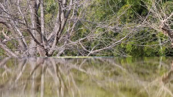 Tokyo Japon Février 2020 Réflexion Arbre Bambou Sur Étang Aube — Video