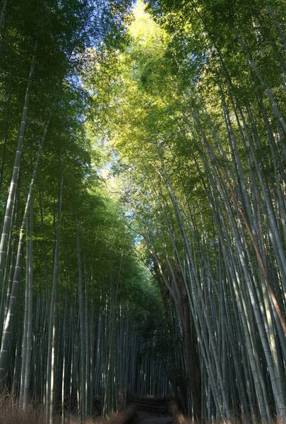 Nara Japón Febrero 2020 Sendero Del Bosque Bambú Mañana Invierno —  Fotos de Stock