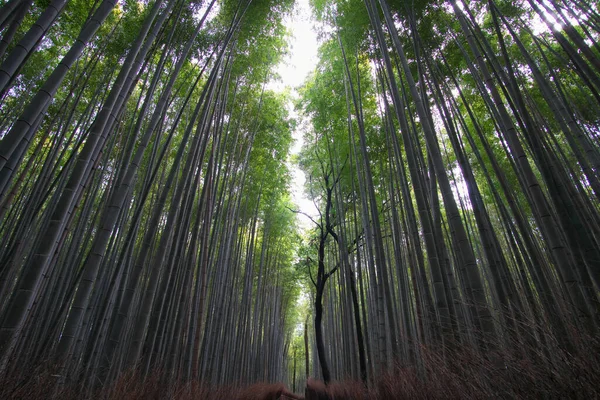 Nara Japón Febrero 2020 Sendero Del Bosque Bambú Mañana Invierno —  Fotos de Stock