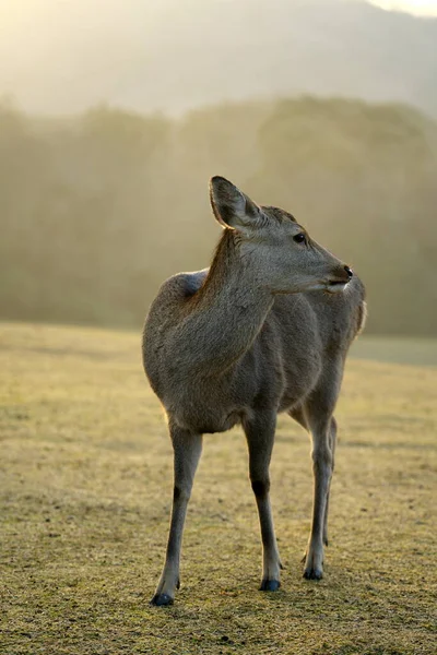 Nara Japan February 2020 Deer Tobihino Nara Park Morning — Φωτογραφία Αρχείου