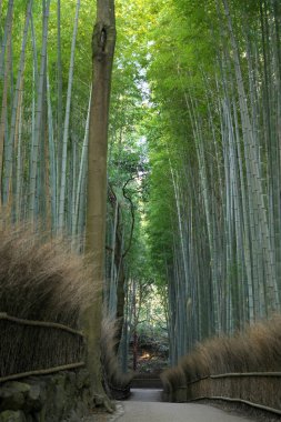 Nara,Japan-February 24, 2020: Bamboo grove path in the winter morning in Arashiyama, Kyoto