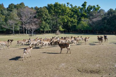 Nara,Japan-February 21, 2020: Attracting deer with horn tones at Tobihino at Nara Park in the winter morning