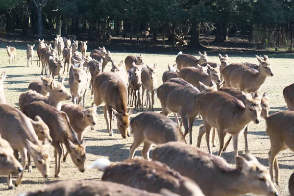 Nara Japan February 2020 Attracting Deer Horn Tones Tobihino Nara — Stock fotografie