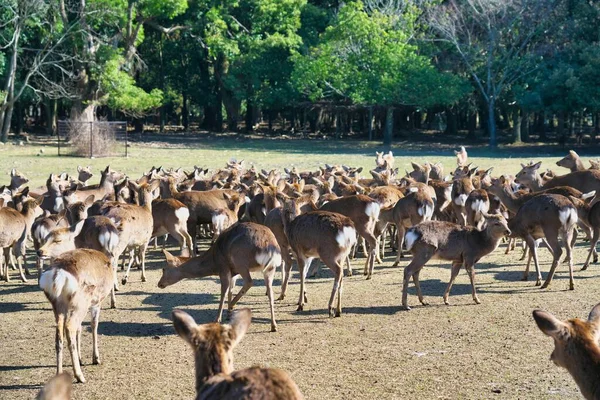 Nara Japan February 2020 Attracting Deer Horn Tones Tobihino Nara — стокове фото