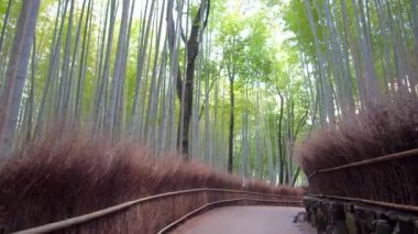 Kyoto,Japan-February 26, 2020: Walking through Bamboo grove path in the winter morning in Arashiyama, Kyoto