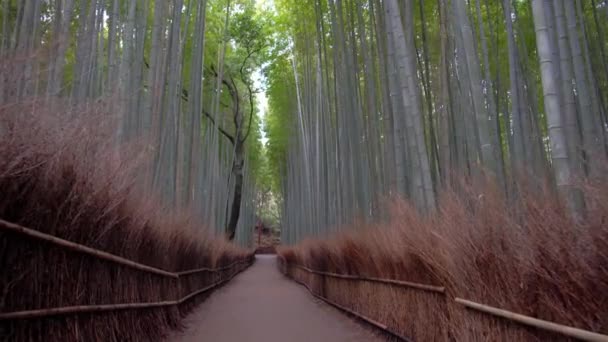 Kyoto Japan February 2020 Walking Bamboo Grove Path Winter Morning — 图库视频影像