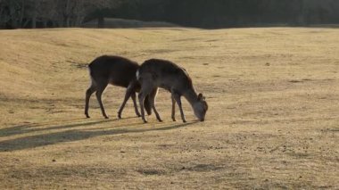 Nara,Japan-February 23, 2020: Deer at Tobihino at Nara Park in the morning