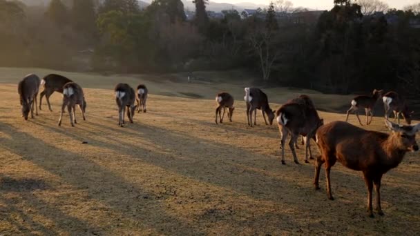 Nara Japan February 2020 Deer Tobihino Nara Park Morning — Stock Video