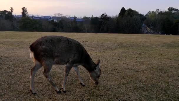 Nara Giappone Febbraio 2020 Cervo Tobihino Nara Park Mattino — Video Stock