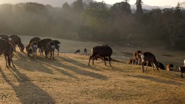 Nara, Japon-23 février 2020 : Cerf à Tobihino au parc Nara le matin 