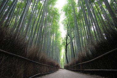 Kyoto,Japan-February 26, 2020: Bamboo grove path in the winter morning in Arashiyama, Kyoto