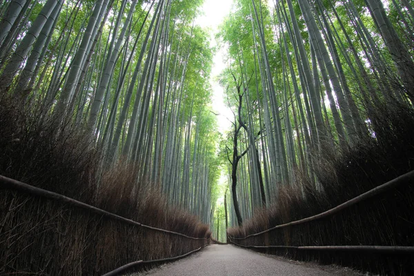 Kyoto Japan February 2020 Sendero Del Bosque Bambú Mañana Invierno —  Fotos de Stock