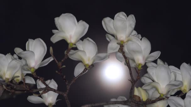 Tokyo Japan March 2020 White Magnolia Moon Spring Night — 비디오