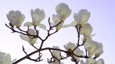 Tokyo,Japan-March 11, 2020: White magnolia at the dawn