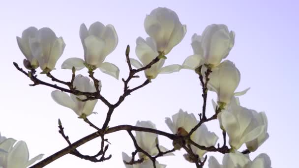 Tokyo Japan March 2020 White Magnolia Dawn — ストック動画