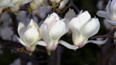 Tokyo,Japan-March 12, 2020: White magnolia in the morning
