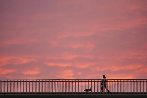 Tokyo,Japan-March 12, 2020: Walking with a Shiba Inu on a pedestrian bridge in Tokyo