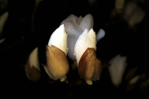 Tokyo Japon Mars 2020 Des Bourgeons Magnolia Blanc Sous Pluie — Photo