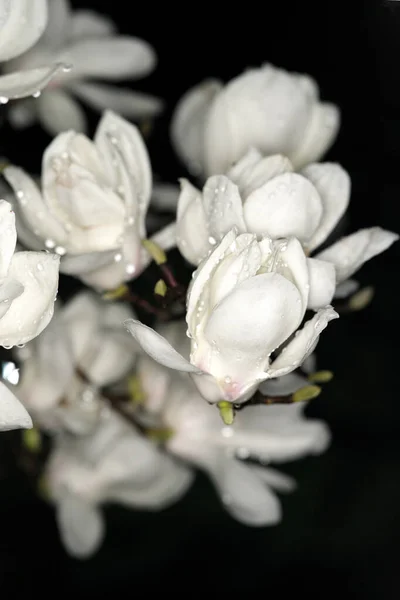 Tokyo Japon Mars 2020 Magnolia Blanc Fleurit Tokyo — Photo