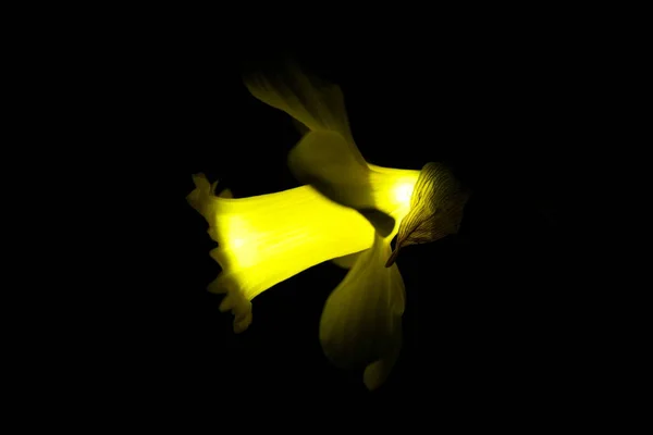 黒の背景に黄色の水仙を隔離 — ストック写真