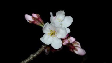 Tokyo, Japonya-21 Mart 2020: Tokyo 'da şafakta kiraz çiçeklerinin ve tomurcukların kapanışı.