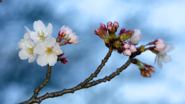日本东京 2020年3月20日 东京黎明时分樱花和花蕾的关闭 — 图库视频影像