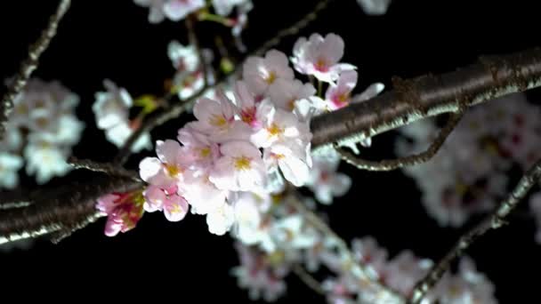 Tokyo Japan March 2020 Closeup Cherry Blossoms Buds Strong Wind — Stock Video