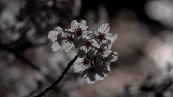 Tokio Japón Marzo 2020 Primeros Planos Flores Brotes Cerezo Amanecer — Vídeos de Stock